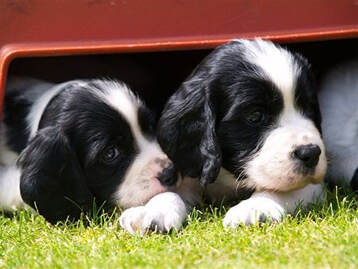 how much should i feed my english springer spaniel puppy